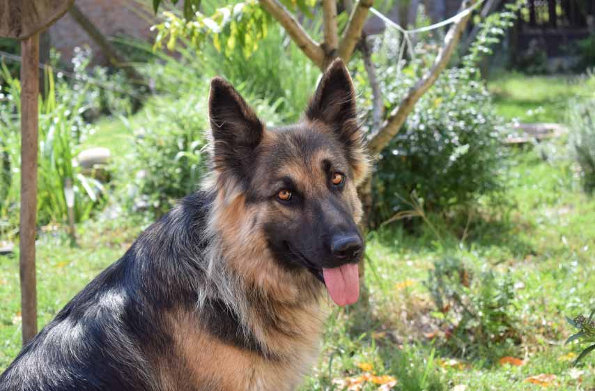 Blue Heeler German Shepherd