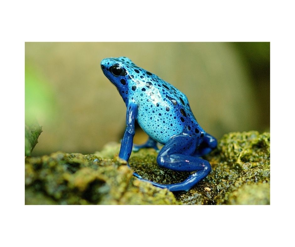 African dwarf frog