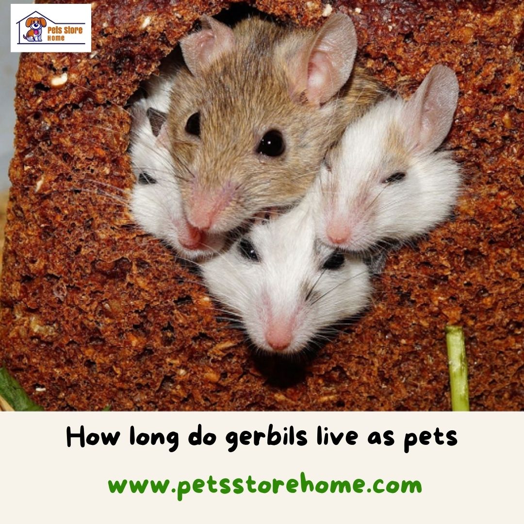 How long do gerbils live as pets  
