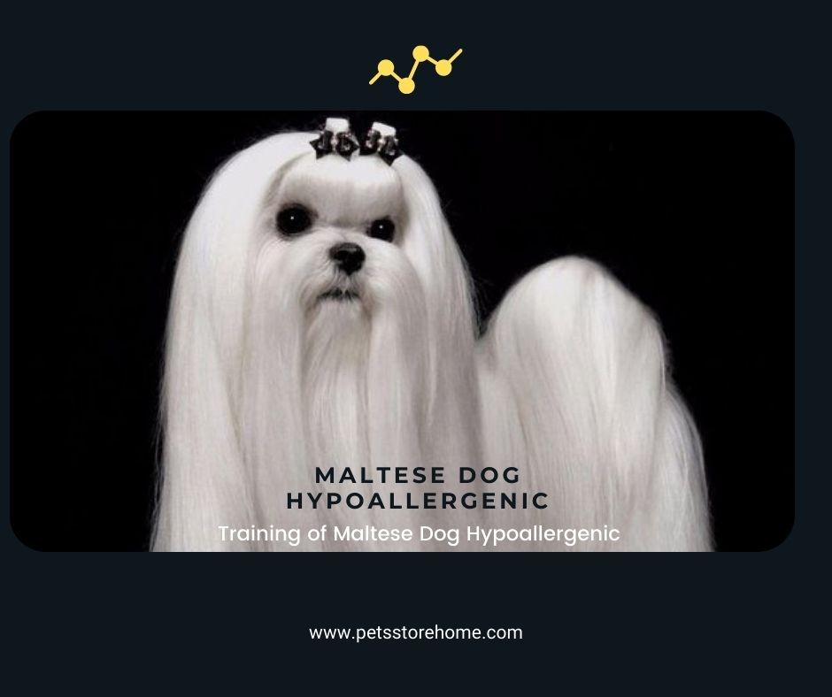 Maltese Dog Hypoallergenic