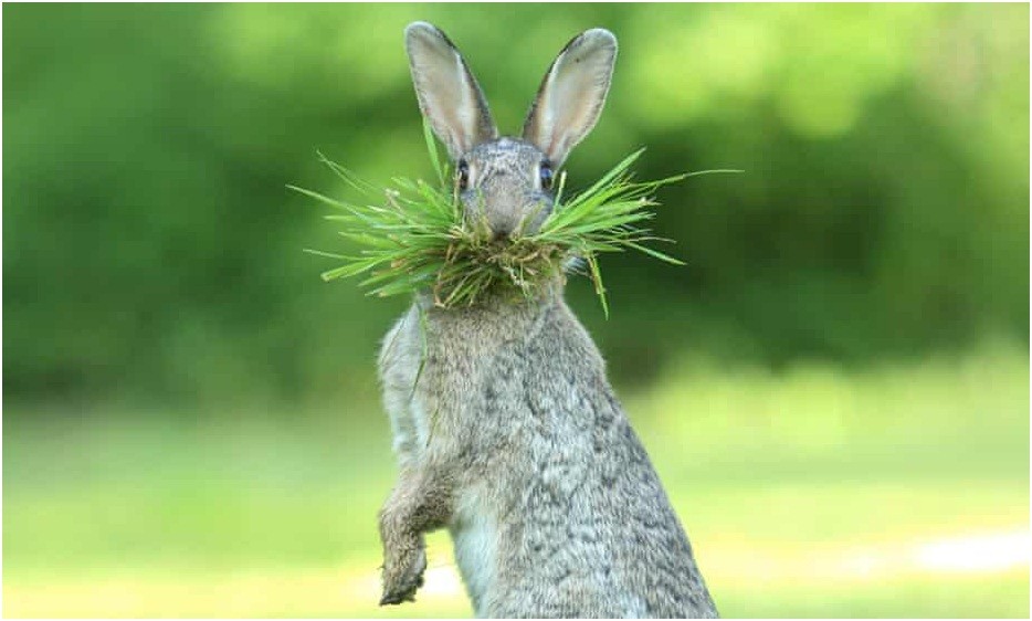 can rabbits eat bok choy