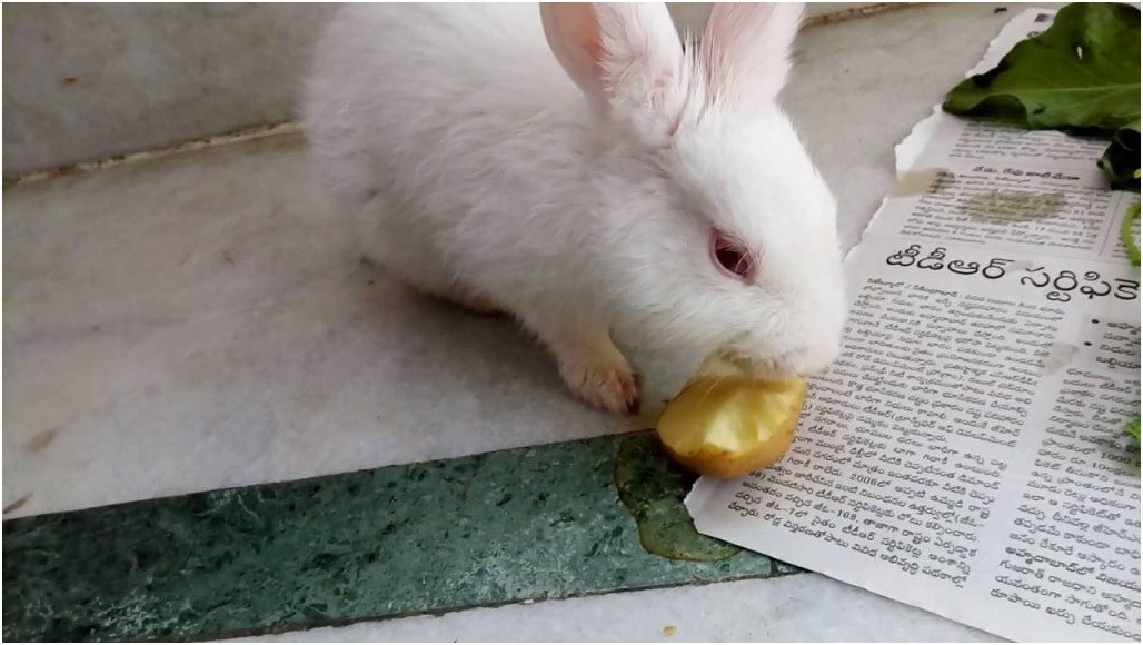 can rabbits eat bananas