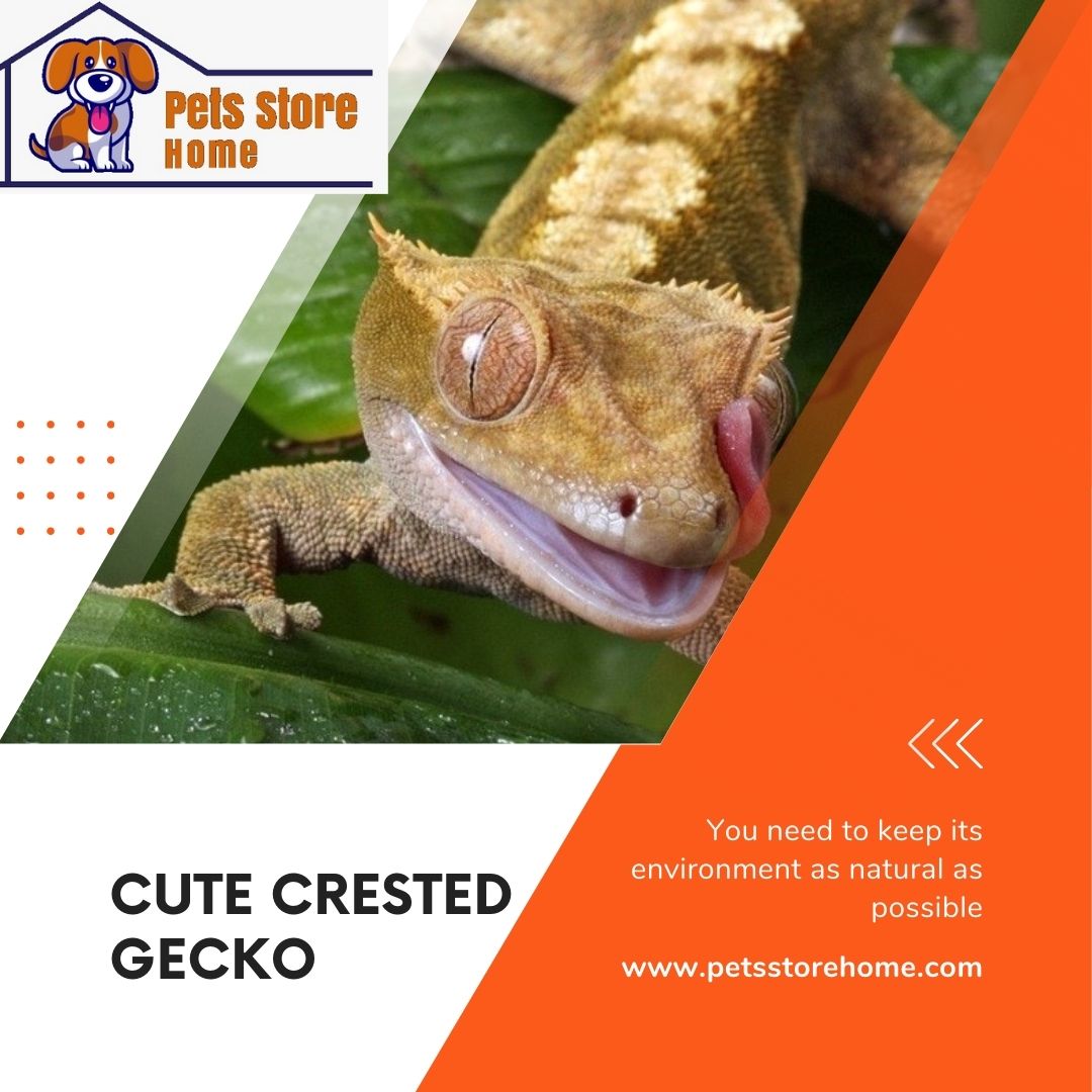 cute crested gecko, blue crested gecko, white crested gecko