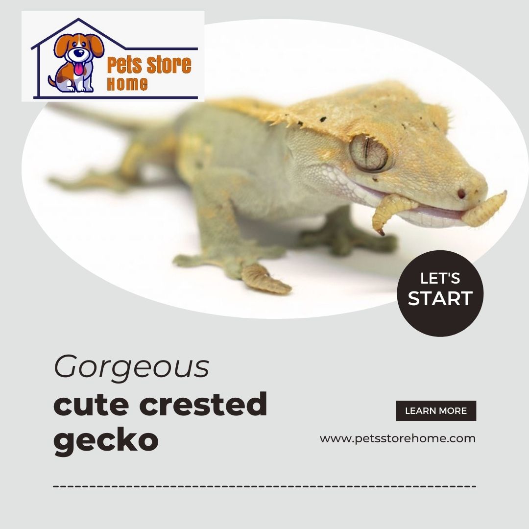 cute crested gecko, blue crested gecko, white crested gecko