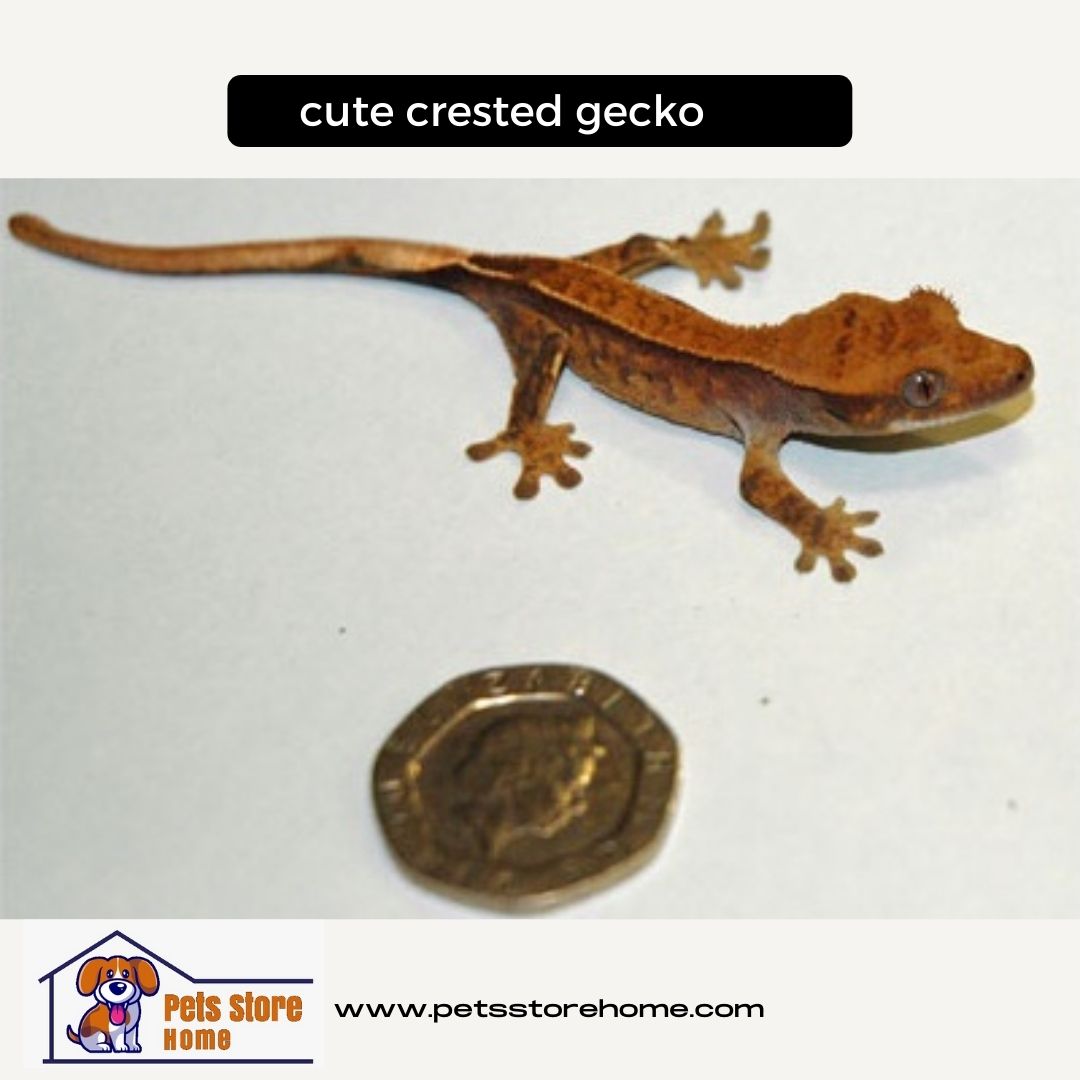 cute crested gecko, blue crested gecko, white crested gecko