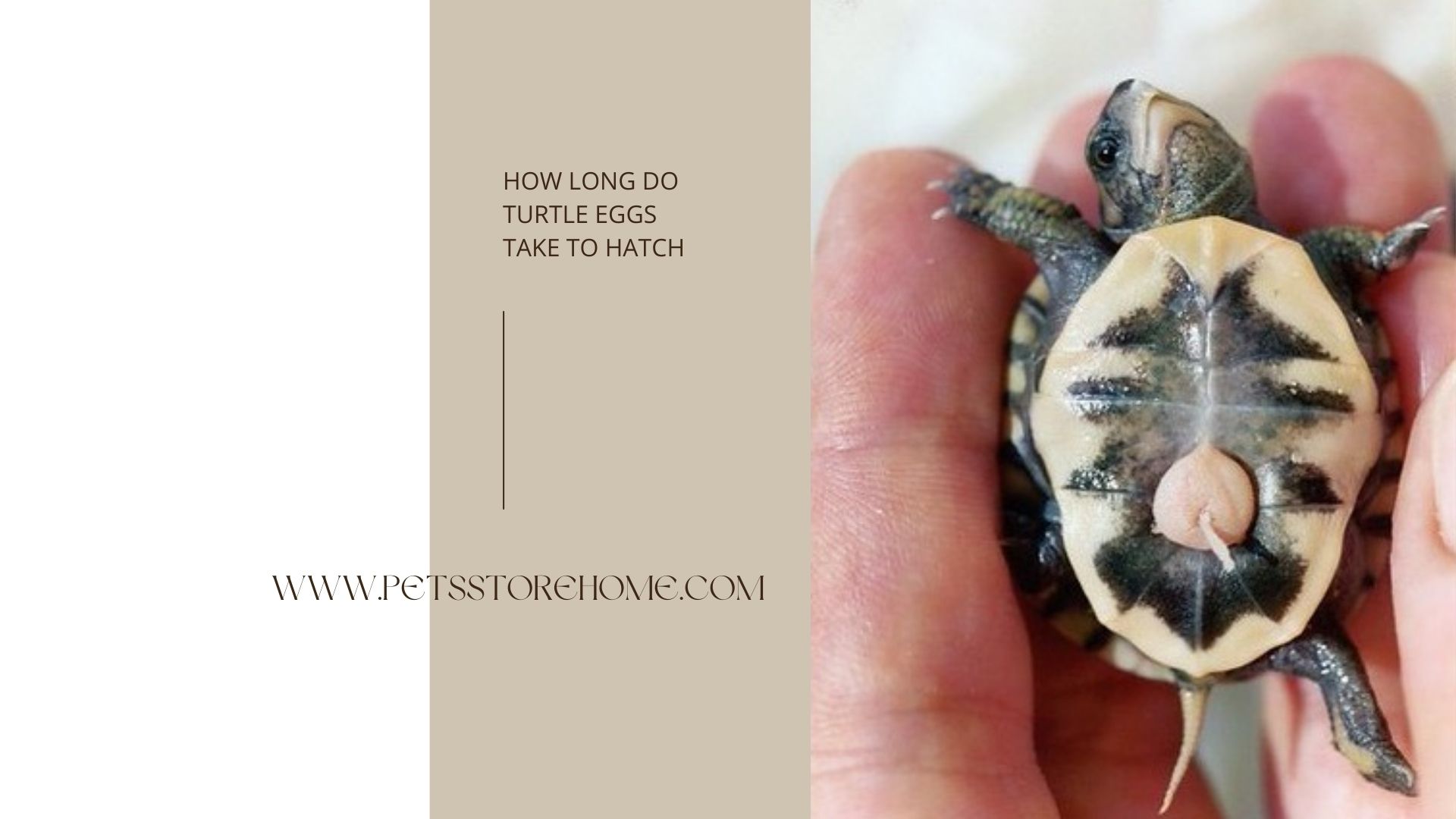 how long does it take for turtle eggs to hatch in minecraft