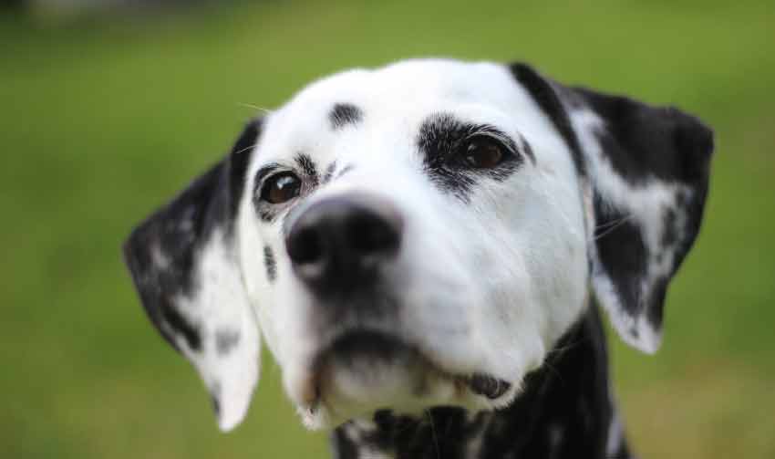 Black and White Dog Breeds