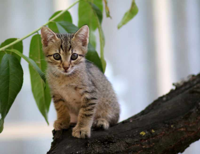 Rusty Spotted Cat