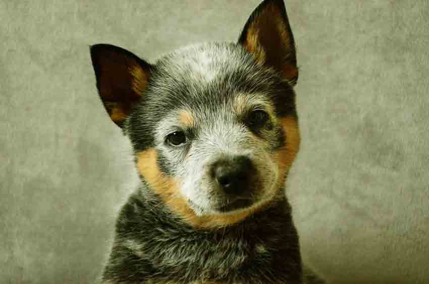 Blue Heeler German Shepherd