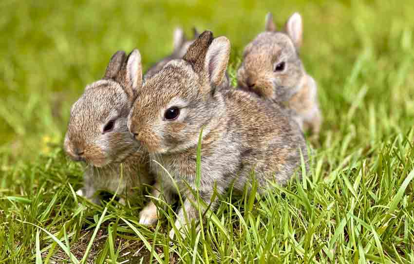 Rabbits