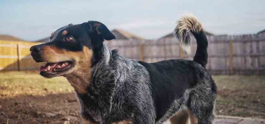 Blue Heeler German Shepherd