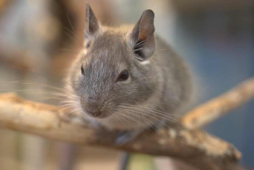 Chinchillas