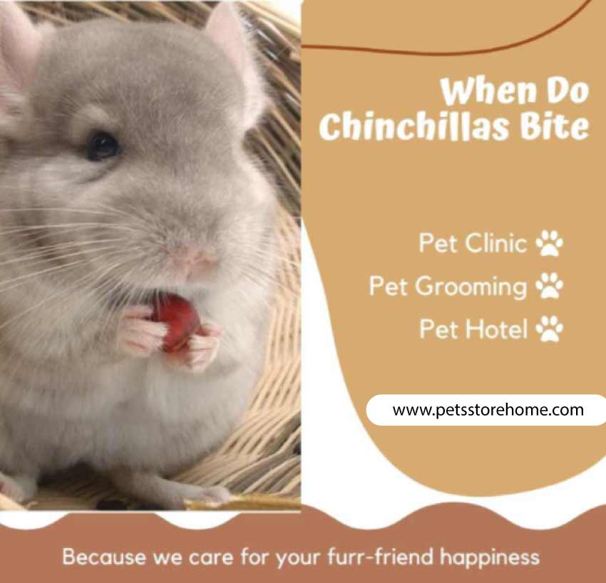 How Long Do Chinchillas Live