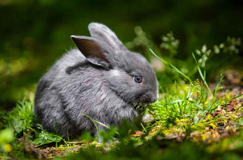 Chinchillas