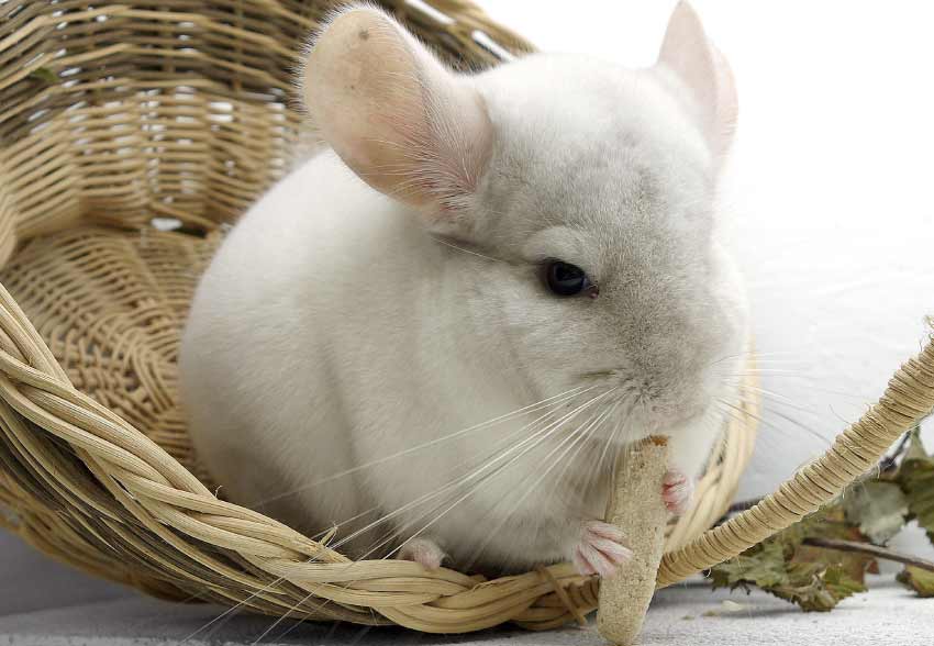 Chinchillas