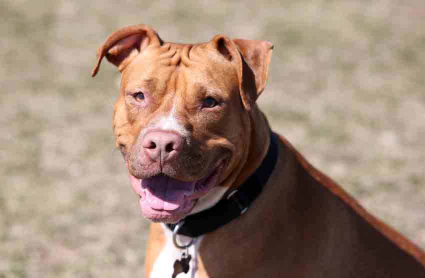 Can I own a pit bull in the state of Washington