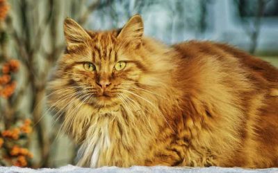 Norwegian Forest Cat vs Maine Coon |  Size and Price | Black Grey Orange White