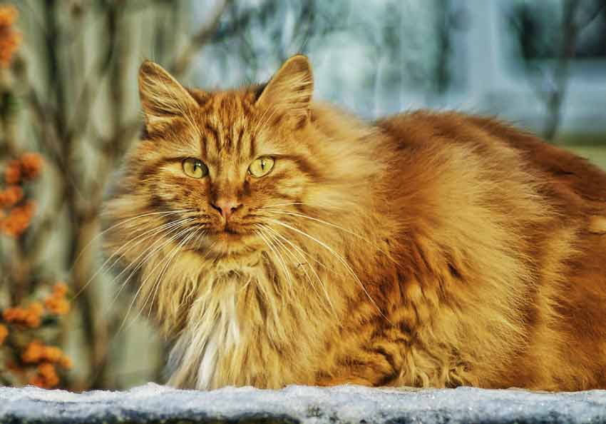 Norwegian Forest Cat vs Maine Coon |  Size and Price | Black Grey Orange White