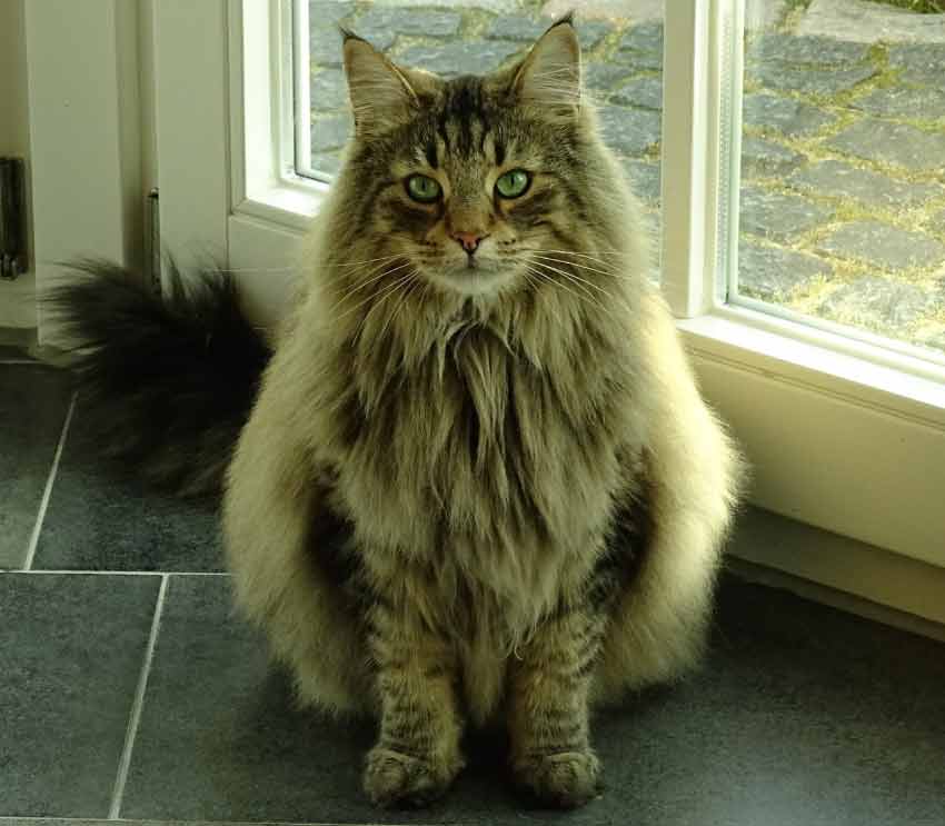 Norwegian Forest Cat vs Maine Coon