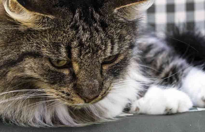 Norwegian Forest Cat