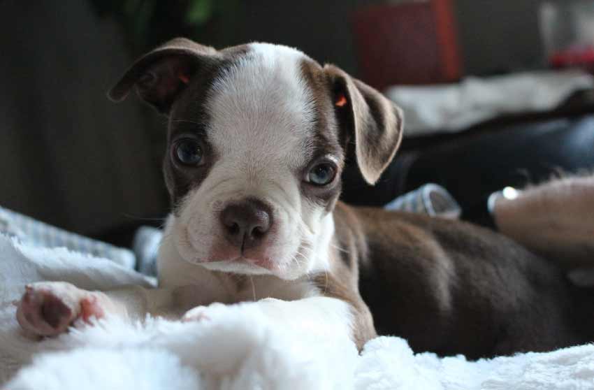 Boston Terrier