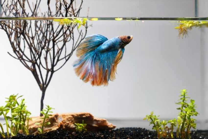 Betta Fish Tank Ideas