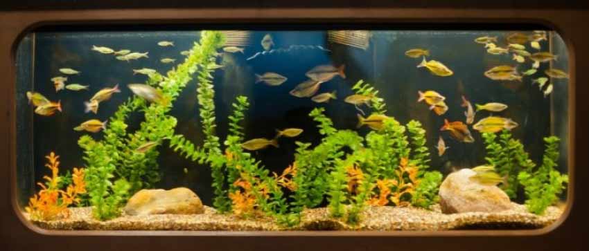 Betta Fish Tank Ideas