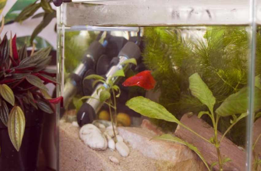 Betta Fish Tank Ideas