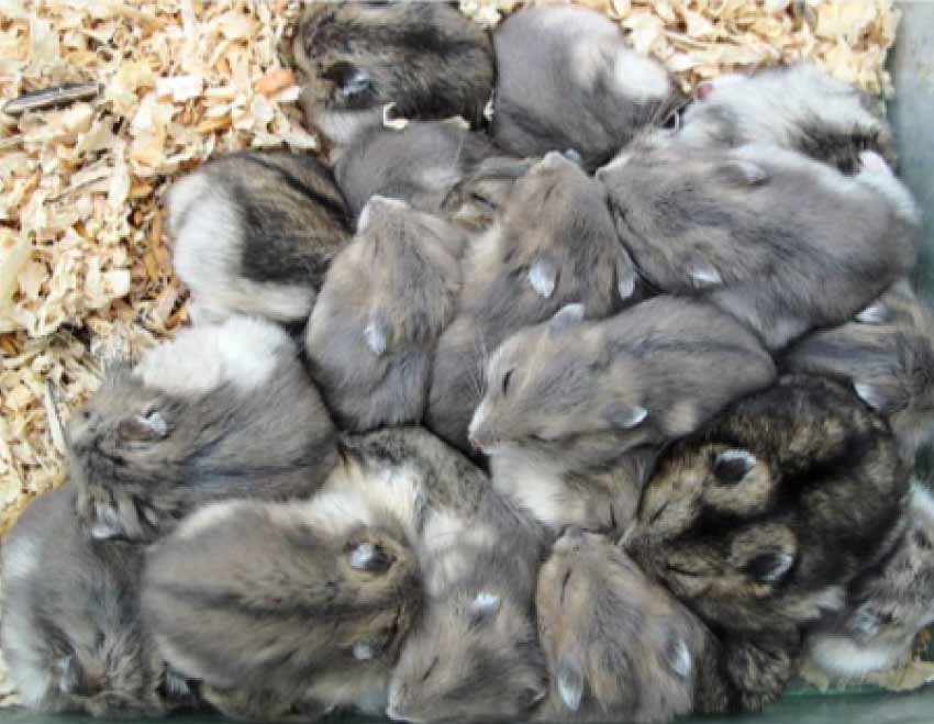 Hamsters Hibernate