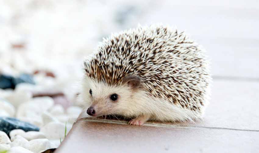 Are Hedgehogs Good Pets