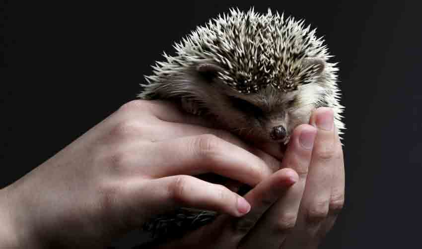 Are Hedgehogs Good Pets