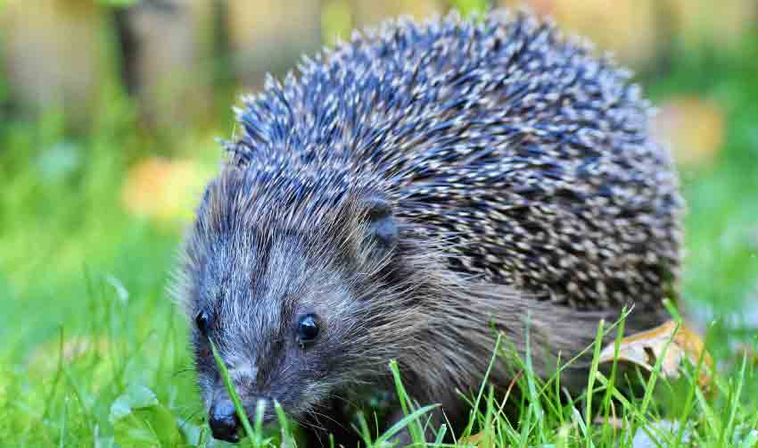 Hedgehogs