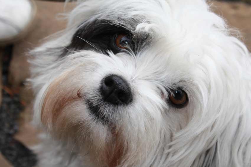 Maltese Dog