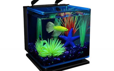 Benefits of Keeping Fish Aquarium at Home