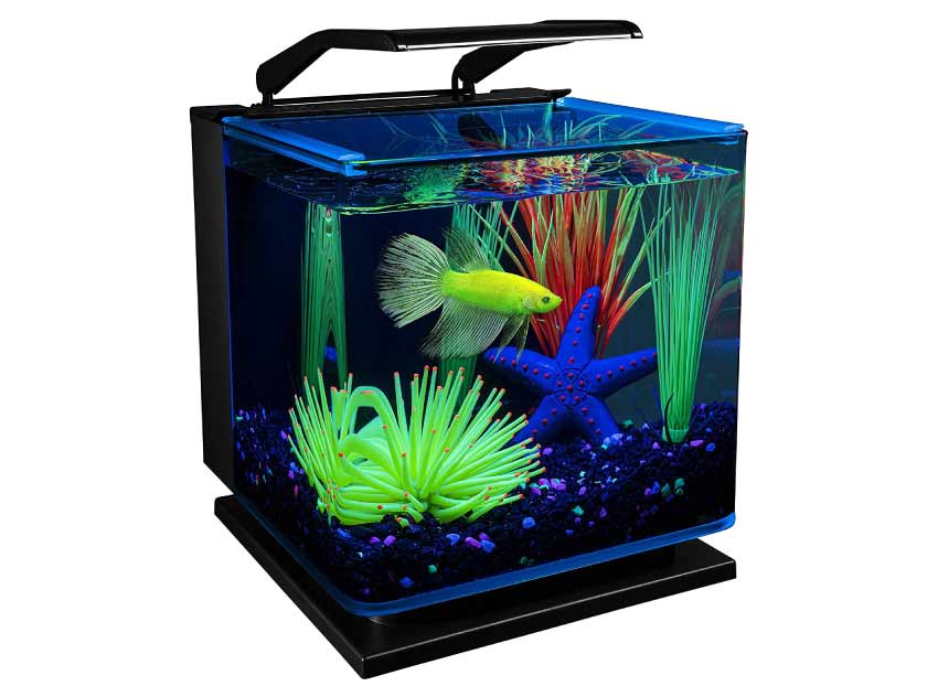 Benefits of Keeping Fish Aquarium at Home