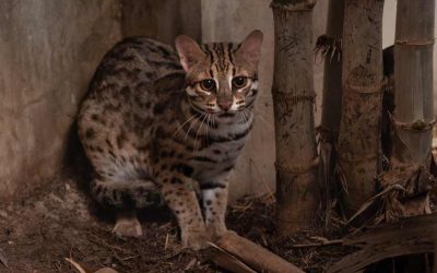 Rusty Spotted Cat Pet for Sale | Size Comparison to House Cat | Price