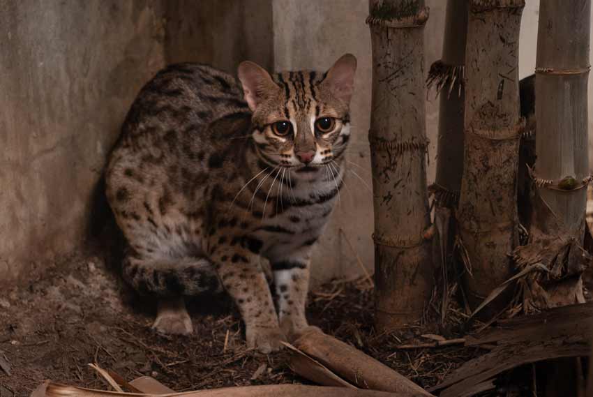 Rusty Spotted Cat Pet for Sale | Size Comparison to House Cat | Price