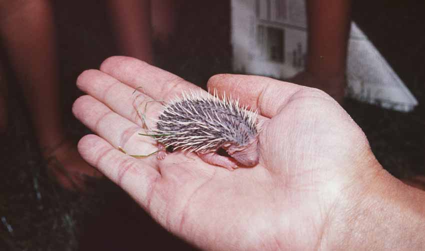 Are Hedgehogs Good Pets