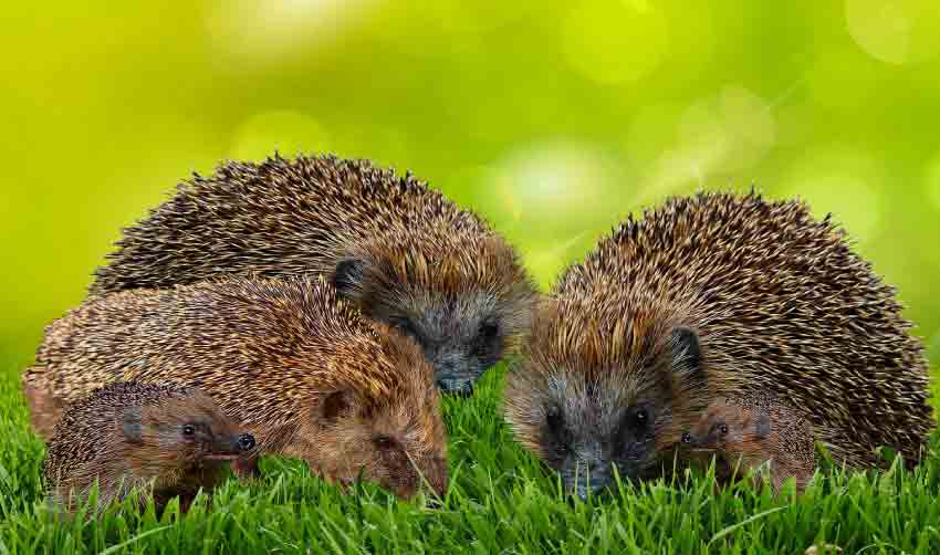 Are Hedgehogs Good Pets