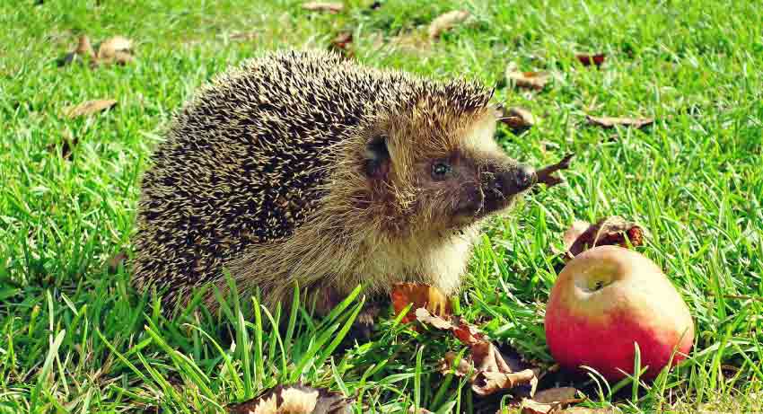 Are Hedgehogs Good Pets