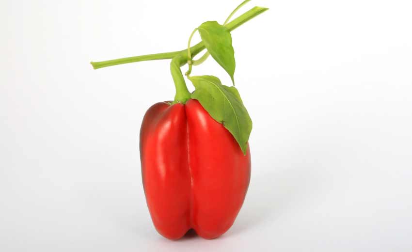 Bell Pepper