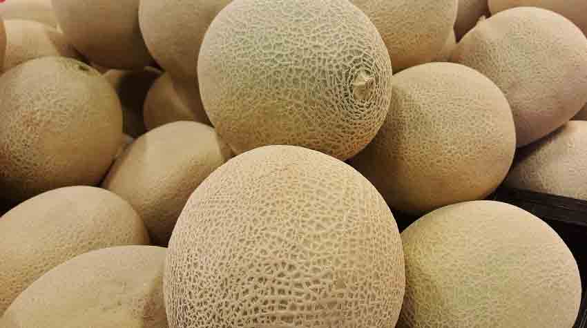 Cantaloupe