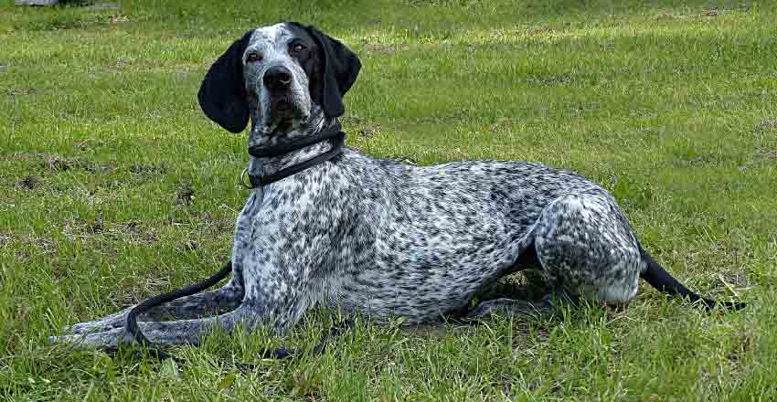 Black and white dog breeds