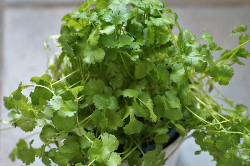 Cilantro