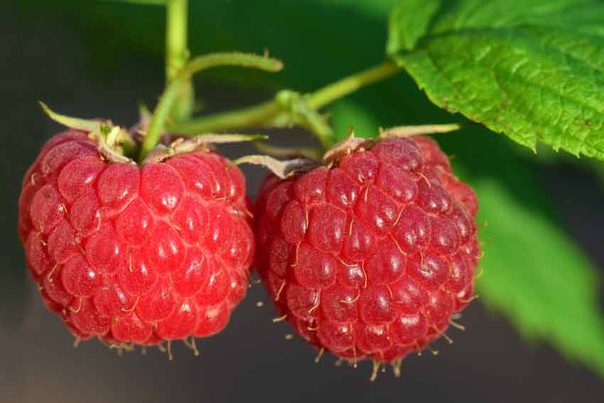 Raspberries