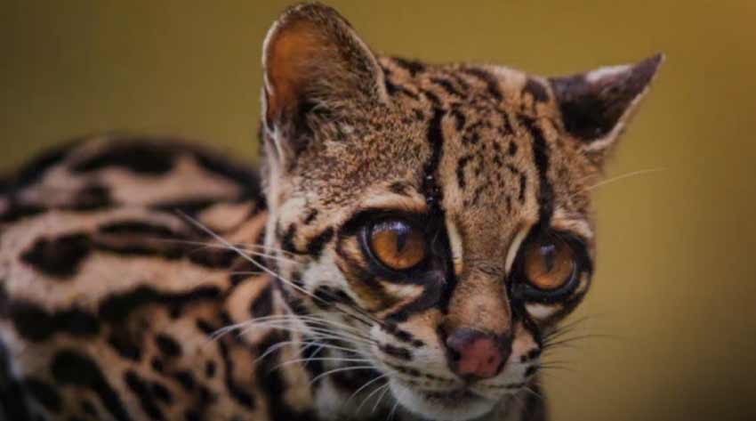 Margay cat