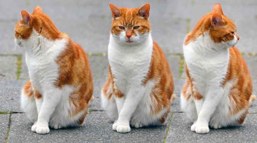 Orange and White Cat