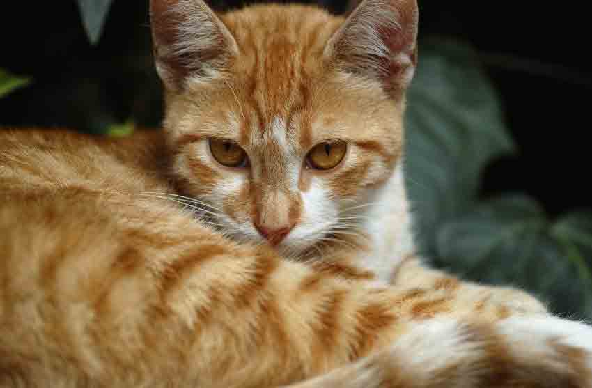 Orange and White Cat