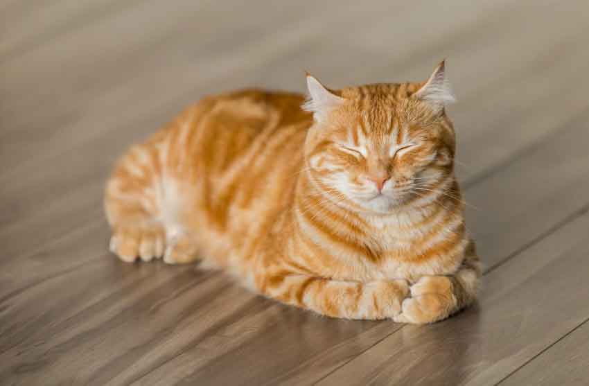 Orange and White Cat