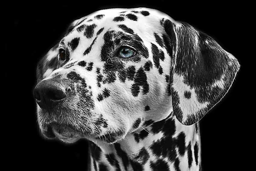 Black and White Dog